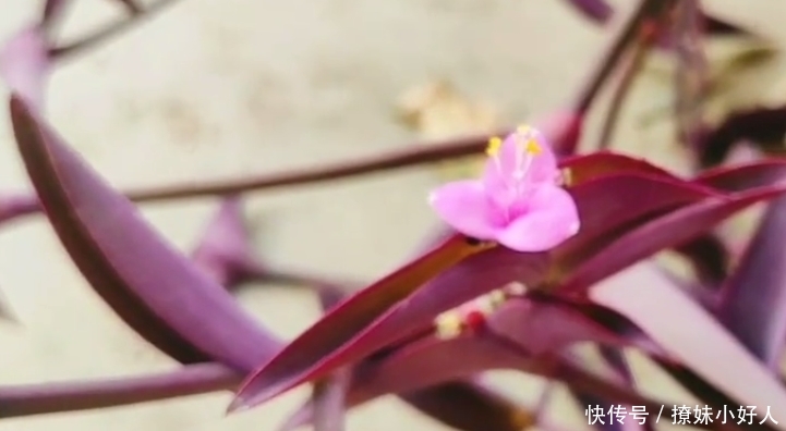  [发家致富]农村常见的植物，开出紫色花，如今农民靠它发家致富