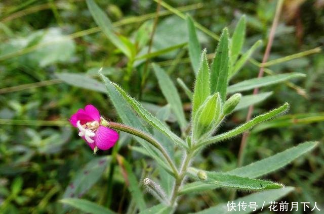 农村一种野草，人称“地母怀胎草”，对女人有好处，还是牙痛良方