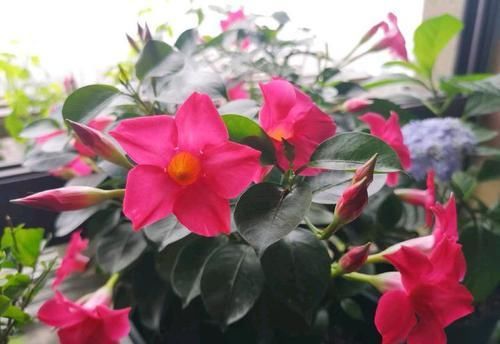  【养盆】喜欢菊花，不如养盆“菊中精品”白毛菊，似雪白绒球，唯美高贵！