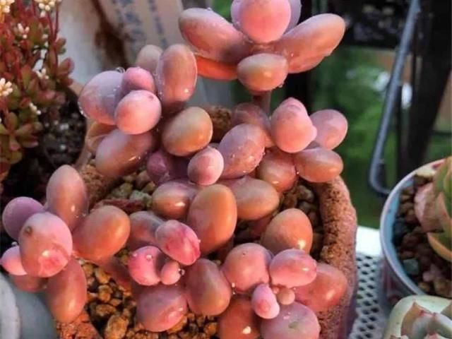  不伤：土壤发霉了，简单两步轻松处理，不伤多肉，你学会了吗？