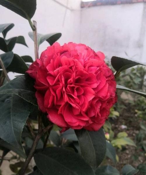 「室内」春季养山茶花,当年就能开花,了解这3点在入手,避免养不活