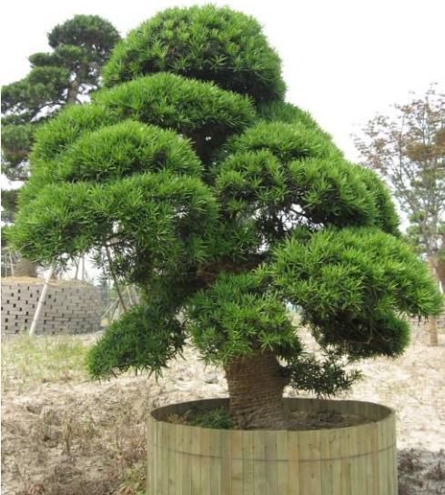  [赚头]养花真有讲究，这“2种”植物，样貌丑也要养，镇宅旺运有赚头
