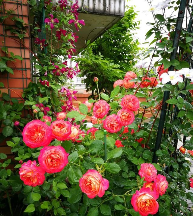  花墙@此款藤本植物，长势超快，可养成花墙，多季开花，阳台盆栽也可以