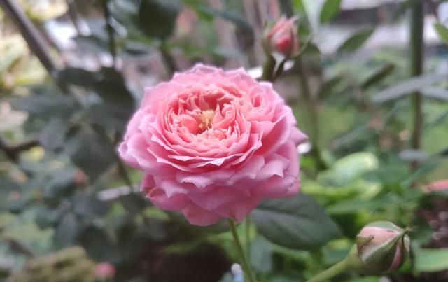  『丰花性好』狼家自育的表现到底如何，戳进来看看花友们的大实话