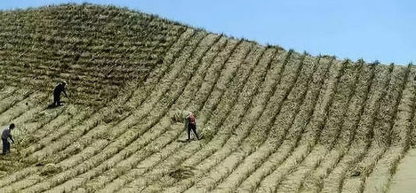 一整片千年沙漠被中国“干掉”了？联合国为此给出极高评价！