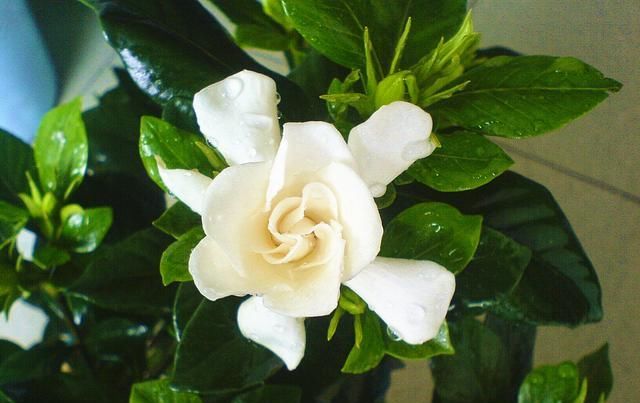  『不再』栀子花花期有多长？什么季节盛开？知道这2点，不再错过美丽花景