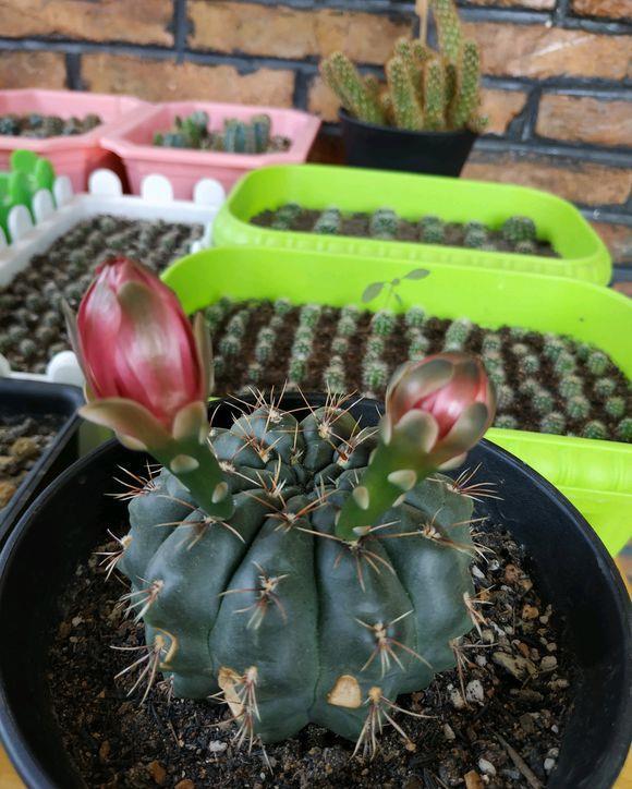 【品种】仙人球养好了,照样能开花,这5个品种,轻而易举养开花