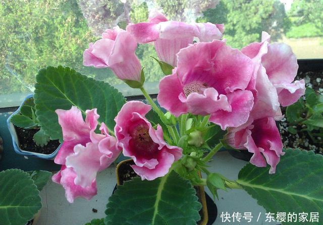扦插■大岩桐“睡醒了”,不用种子也能繁殖!2个好方法学会一种就够了