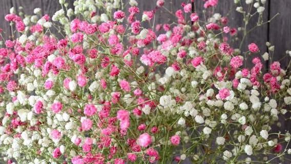  「便宜」不会养花？就养这5款“便宜花”，一养就爆盆，花朵美艳惹人爱