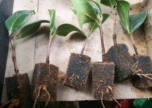  「扦插」花卉，果树繁殖，4种“繁殖方式”，成活率高，15天生根冒芽