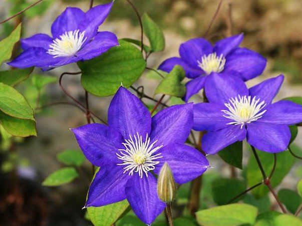  花香■家里养这些花朵，花开爆满盆，好养好看，超级美，花香惹人爱