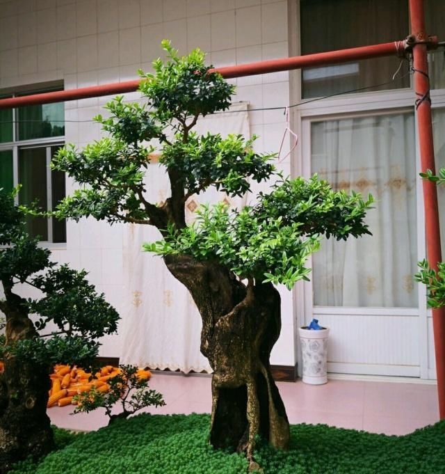  算是■小叶黄杨盆景造型美观层次感强，花蕾去除是要点，算是讲透了