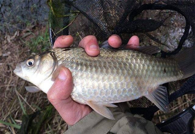  「没弄」调漂到底调几钓几？好多钓鱼人都没弄明白，看这几位弄明白了吗？