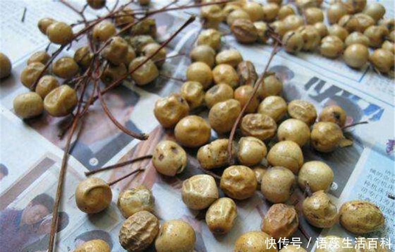  「果实」儿时摘来打弹弓，价值很高却少人知，如今农村很少见到