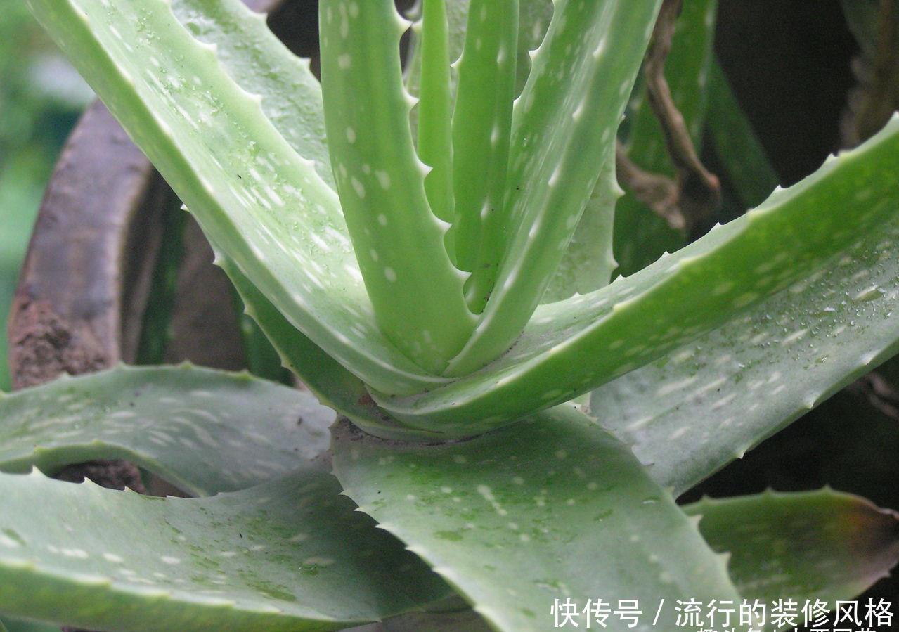  『老桩』简单的芦荟换盆方法，植株一年猛长成老桩