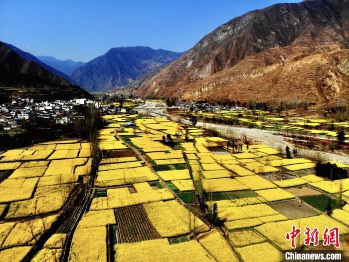  『山坳』甘肃陇南山坳油菜花绽放正旺