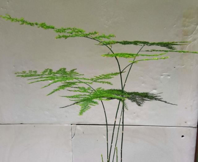  『喜欢湿润』超耐阴的文竹，3个小手段，养成绿油油的小森林！