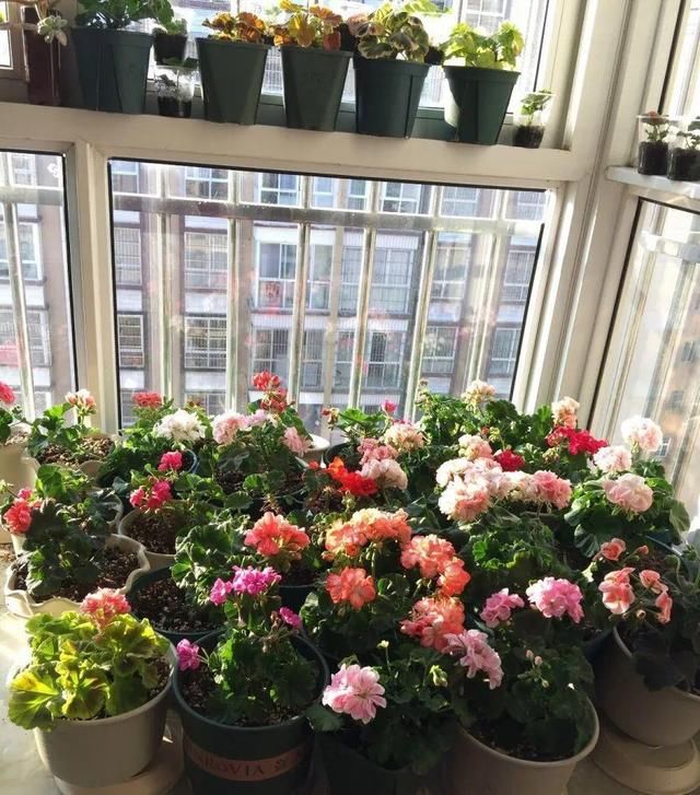  「球老师爱吃薄荷冰淇」封闭阳台养花，防盗窗有大用，1平米也能变花园！