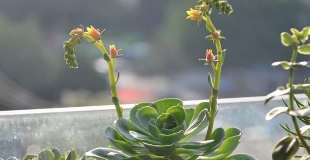  『玉蝶多肉』想省事的养好花，那就养这3种花吧，只需每月浇点水，蹭蹭长不停