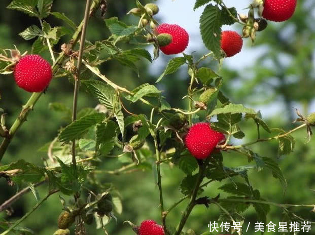 农村童年山上的这种野果子零食，看了真让人怀，你们有吃过没