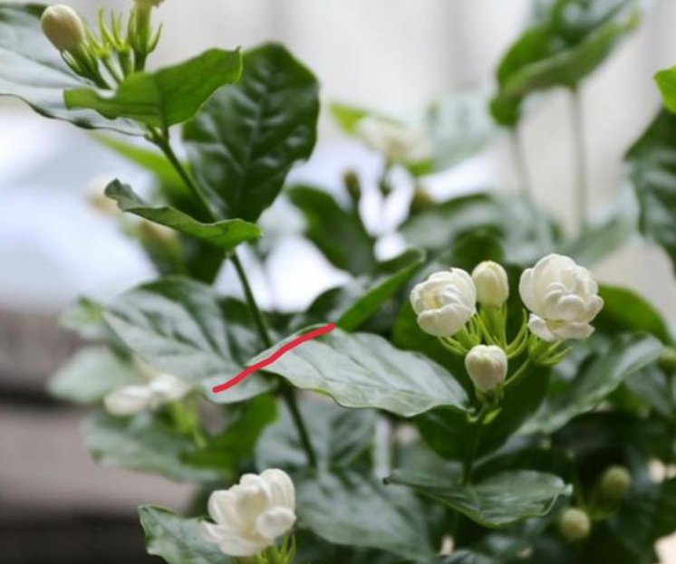  茉莉花@这3种花太好养,就算黄叶了,剪成秃头,很快就能长出绿油油叶子