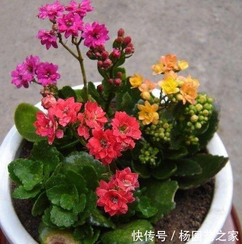『适合』适合懒人养的4种花,阳台盆栽上几盆,养出爆盆,轻松变花海