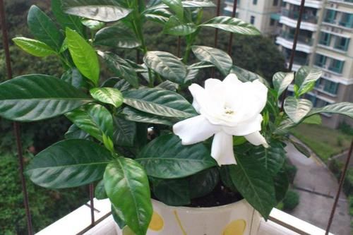  『栀子花』我家养的栀子花不发新芽，有时候还掉叶子，该怎么拯救？