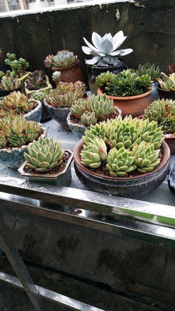  #肉语#肉圈里的多肉“暗语”，这些你都知道吗？教你学说肉言肉语