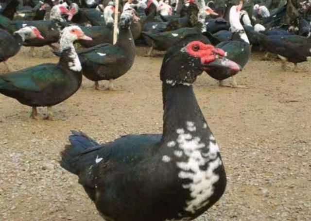  【利润】养殖火鸭成本小、利润高，养殖1000只火鸭赚多少钱