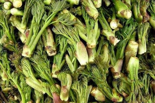  「回家」农村一种树，生在路边不起眼，以前砍了当柴烧，现在挖