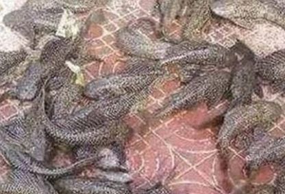  #河塘#渔民清理河塘时捞出许多大鱼，却很气愤，将它们全部活埋