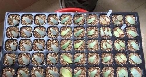  『图片作者』多肉圈也有专用词语，记牢这18个词，告别新手期！