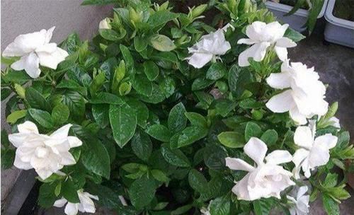 「栀子花」栀子花不开花?怕啥,顺着“暴脾气”,随后爆花苞,一茬又一茬