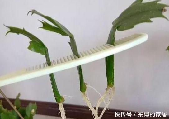 「只需要剪下」亲戚朋友家见到3种植物,剪些叶子带回家,插到土里就能活