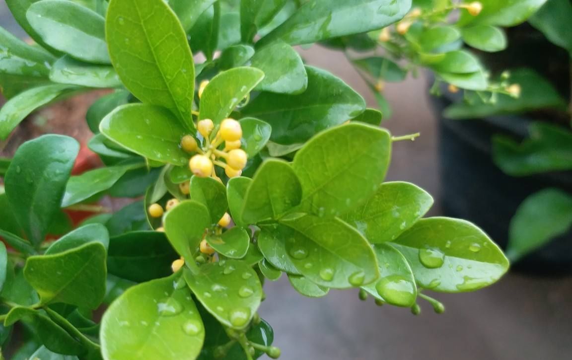  「夏季」适合夏天养的5种花,光照越强,开花越旺,开花还特别漂亮!