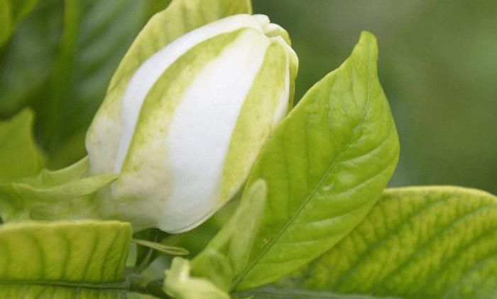  养殖栀子花■想把栀子花养好，要注意以下几点哦