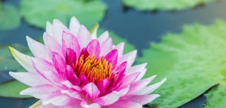  『鸿运当头』5种花是花中劳模，开花爆盆花期长，花大色艳真漂亮，谁养谁上瘾