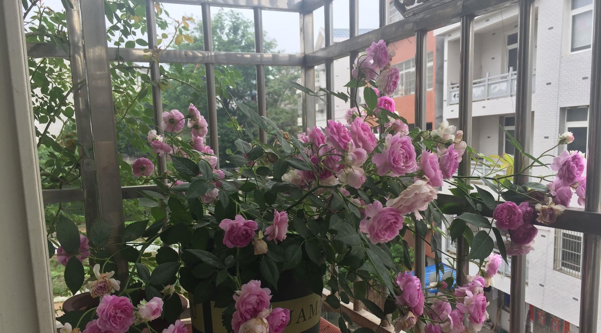  『家里』请问家里养什么植物最好,并且好养活的?