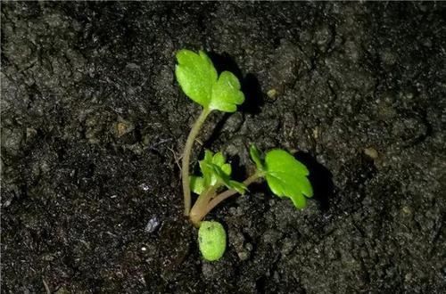  「增加光照」这水果太贵了，吃完留下核，还能种盆栽！