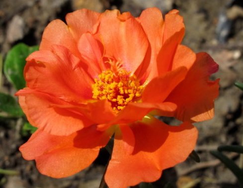  『养不活』养花养不活，总是挂掉，不如养这些花卉，放在阳台姹紫嫣红，超美