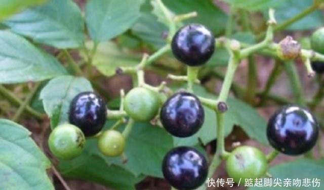  药材：深山里罕见的“乌蔹莓”过去被农民当杂草，殊不知药材价