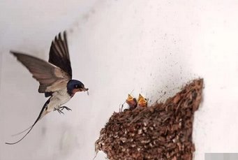  俗语@农村俗语“四喜不请自来，家中能人辈出”，原来是这四喜