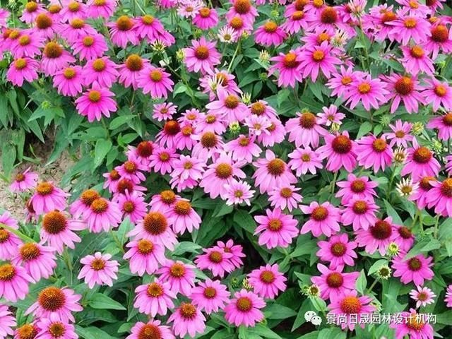 『适合』适合庭院种植的27种常用宿根花卉