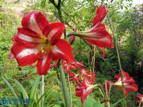 『朱顶』夏日山乡景色美 朱顶红花开灿烂
