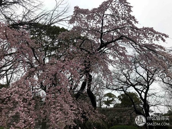 玩在樱花盛开前-3月日本东京关西8天游以及一