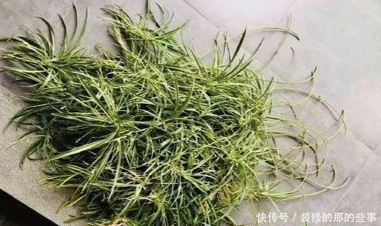  次水就行@阳台变花园，8种花现在养，半个月就爆满阳台，长的飞快花也多