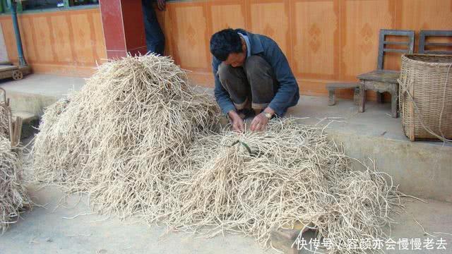 农民种植这种“豆芽菜”，“懒人”都能年收入增加十几万