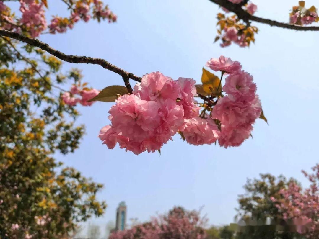  [樱花]美！湖口这里居然有十里樱花，你知道在哪吗？