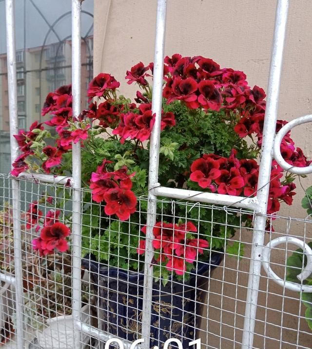  [种植]此花是世界名花，花期几乎全年，灿烂绚丽，种植容易，是盆栽佳品
