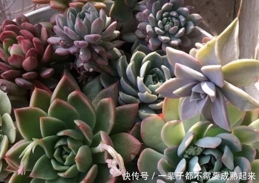 "refer":""怎样种植多肉才是最饱满的?教你一招让你快速栽培!